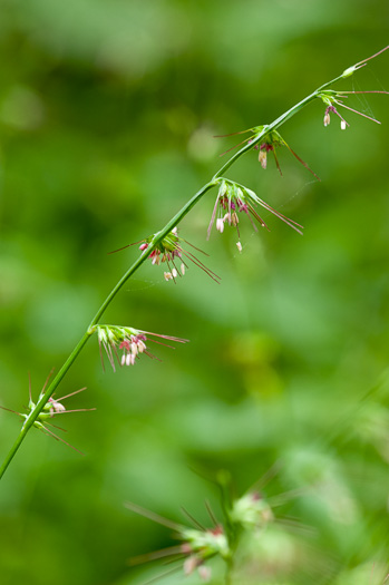 spikelet