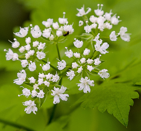 image of Osmorhiza longistylis, Aniseroot, Smooth Sweet Cicely, Longstyle Sweet-cicely