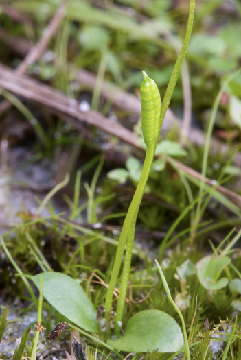 image of Ophioglossum nudicaule, Slender Adder's-tongue