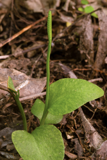 Ophioglossum petiolatum, Longstem Adder's-tongue, Stalked Adder's-tongue Fern, Longstem Adder's-tongue