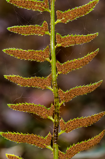 image of Polystichum acrostichoides, Christmas Fern