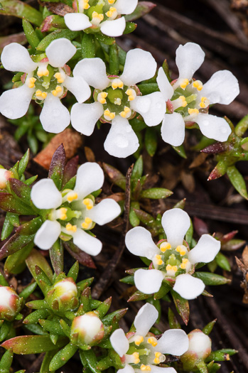 image of Pyxidanthera barbulata var. barbulata, Flowering Pyxie-moss, Big Pyxie, Savanna Pyxiemoss