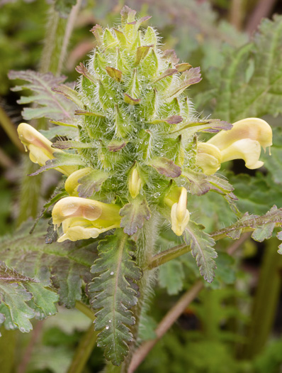 image of Pedicularis canadensis, Wood-betony, Eastern Lousewort, Fernleaf, Canadian Lousewort