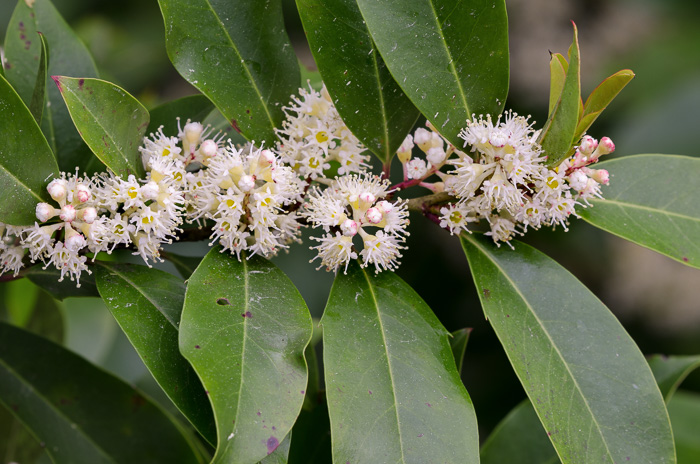 image of Prunus caroliniana, Carolina Cherry Laurel, Carolina Laurel Cherry