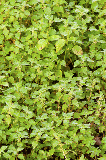 image of Parietaria floridana, Florida Pellitory