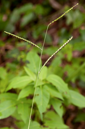 image of Paspalum floridanum, Florida Paspalum, Big Paspalum