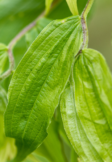 image of Prosartes lanuginosa, Yellow Mandarin, Yellow Fairybells