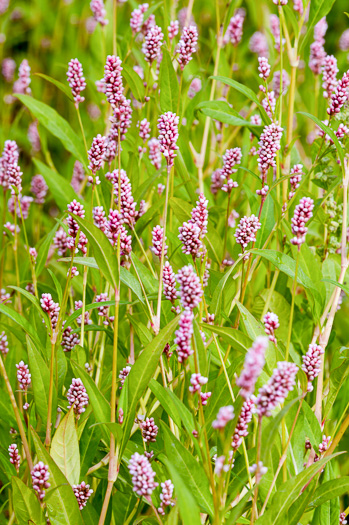 image of Persicaria maculosa, Spotted Lady's-thumb, Heart's-ease