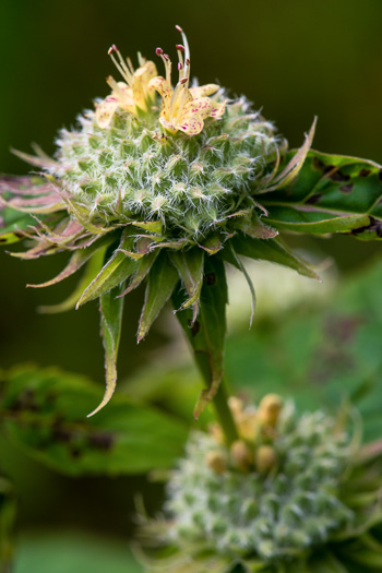 image of Pycnanthemum montanum, Appalachian Mountain-mint, Thinleaf Mountain-mint