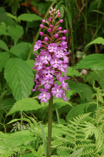 image of Platanthera psycodes, Small Purple Fringed Orchid, Butterfly Orchid, Lesser Purple Fringed Orchid