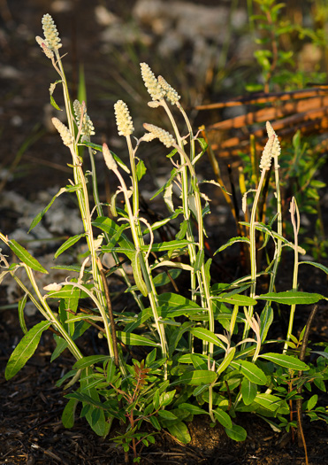 image of Pterocaulon pycnostachyum, Black Snakeroot, Dense-spike Blackroot, Pineland Wingstem