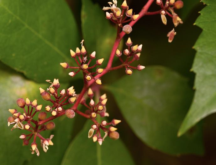 image of Parthenocissus quinquefolia, Virginia Creeper