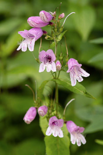 image of Penstemon smallii, Small's Beardtongue, Blue Ridge Beardtongue