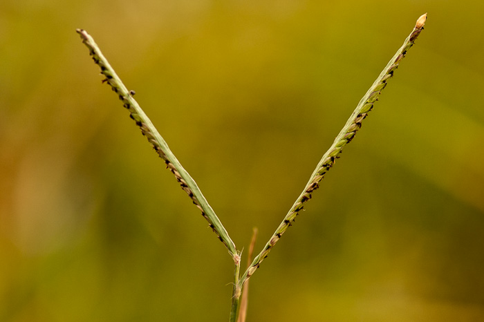 image of Paspalum vaginatum, Sand Knotgrass, Seashore Crowngrass