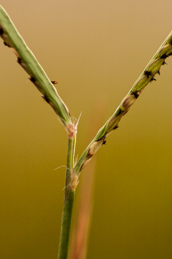 image of Paspalum vaginatum, Sand Knotgrass, Seashore Crowngrass