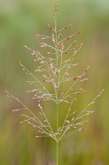 panicle