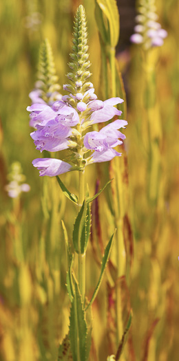 image of Physostegia virginiana ssp. virginiana, Northern Obedient-plant, False Dragonhead