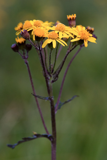 image of Packera aurea, Golden Ragwort, Heartleaf Ragwort, Golden Groundsel