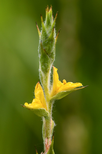 spathe