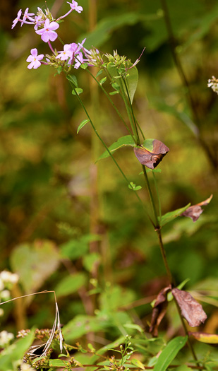 image of Phlox ovata, Mountain Phlox, Appalachian Phlox, Allegheny Phlox