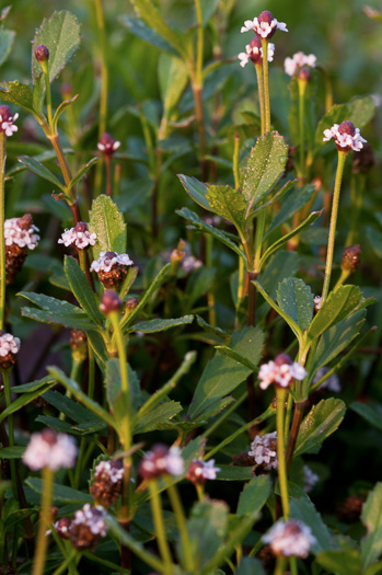 image of Phyla nodiflora, Creeping Frogfruit, Capeweed, Turkey-tangle, Sawtooth Frogfruit