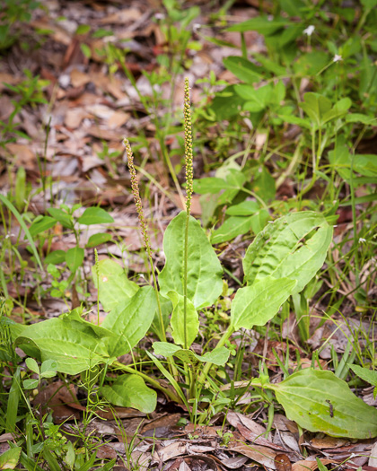 image of Plantago major, Common Plantain, White-man's-foot