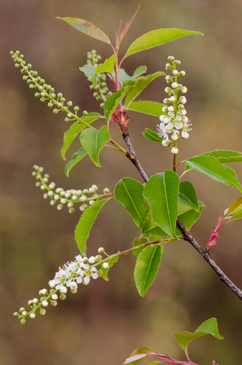 image of Prunus serotina var. serotina, Black Cherry, Eastern Wild Black Cherry, Bird Cherry