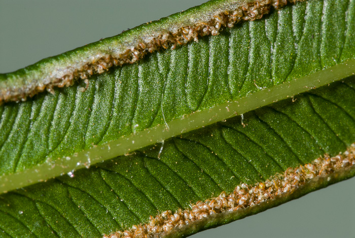 image of Pteris vittata, Ladder Brake, Chinese Brake Fern