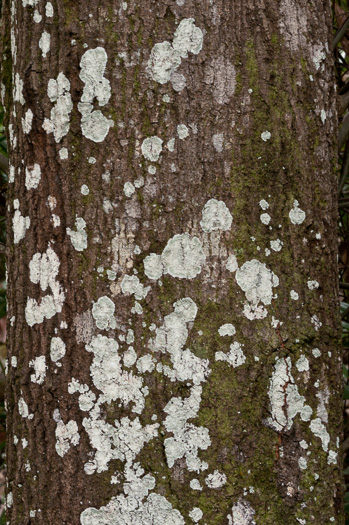 image of Quercus laurifolia, Laurel Oak, Swamp Laurel Oak, Diamond Leaf Oak