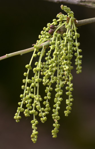 image of Quercus virginiana, Live Oak, Southern Live Oak