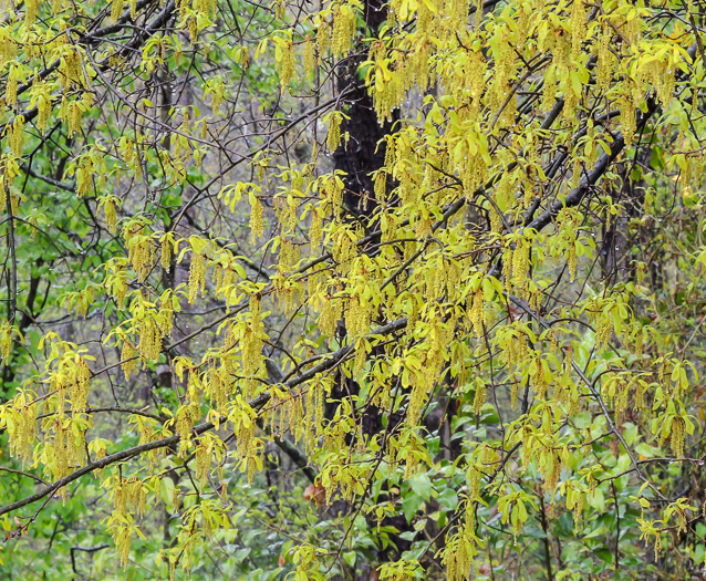 image of Quercus phellos, Willow Oak, "Pin Oak"