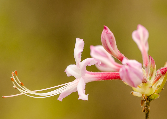 image of Rhododendron canescens, Piedmont Azalea, Southern Pinxter Azalea, Hoary Azalea