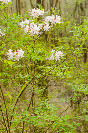 image of Rhododendron canescens, Piedmont Azalea, Southern Pinxter Azalea, Hoary Azalea