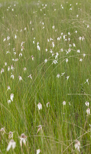 image of Rhynchospora latifolia, Broadleaf Whitetop Sedge, Giant Whitetop Sedge, White-bracted Sedge