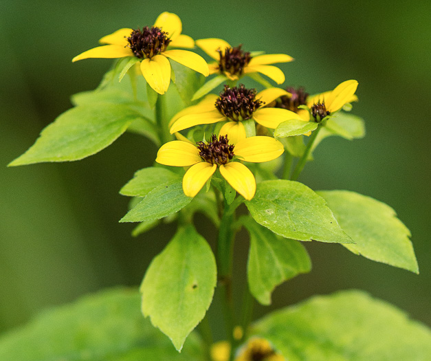 image of Rudbeckia triloba var. triloba, Common Three-lobed Coneflower, Brown-eyed Susan, Thin-Leaved Coneflower