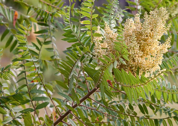 panicle