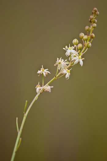 image of Schoenolirion albiflorum, White Sunnybell