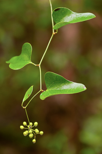 image of Smilax auriculata, Dune Greenbrier