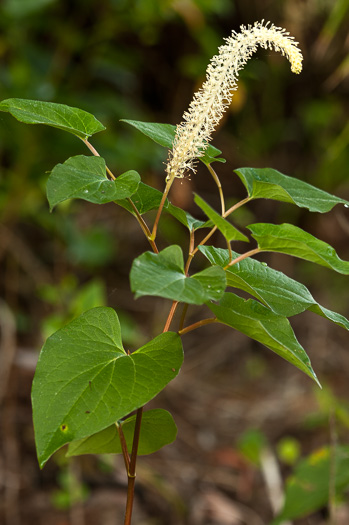 image of Saururus cernuus, Lizard's-tail, Water-dragon