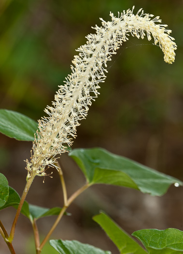 image of Saururus cernuus, Lizard's-tail, Water-dragon