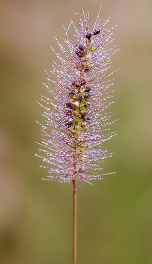 image of Setaria corrugata, Coastal Plain Bristlegrass