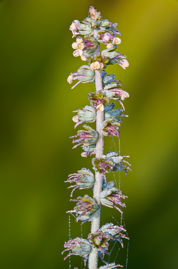 image of Schoenocaulon dubium, Florida Feathershank