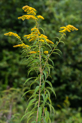 image of Solidago gigantea, Smooth Goldenrod, Late Goldenrod, Giant Goldenrod