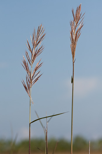 image of Erianthus giganteus, Sugarcane Plumegrass, Giant Plumegrass