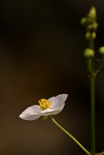 Sagittaria graminea, Grassleaf Arrowhead, Grassy Arrowhead