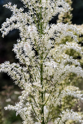 image of Stenanthium gramineum var. gramineum, Featherbells, Eastern Featherbells