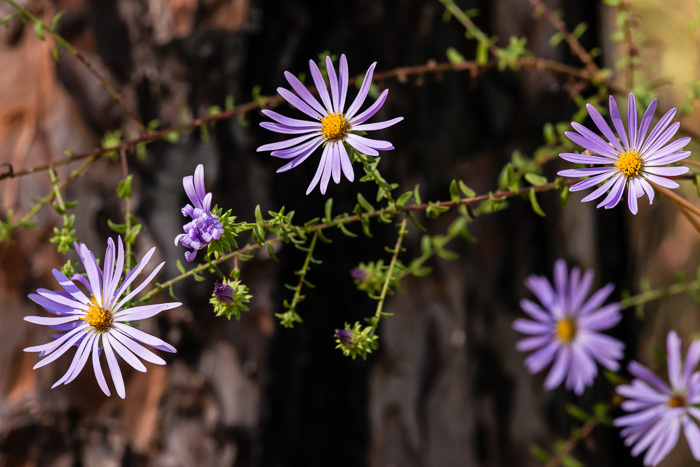 image of Symphyotrichum grandiflorum, Big-headed Aster, Rough Aster, Large-headed Aster, Largeflower Aster