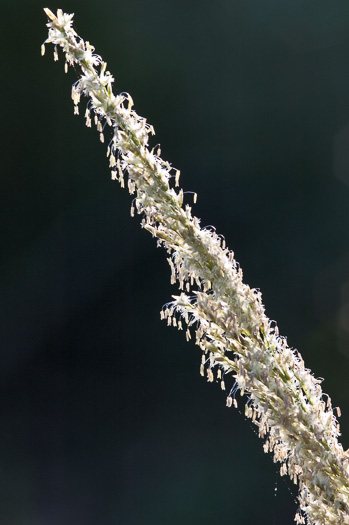 spikelet