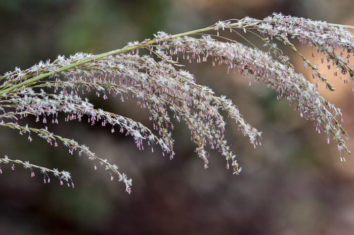 image of Sporobolus jacquemontii, West Indian Dropseed