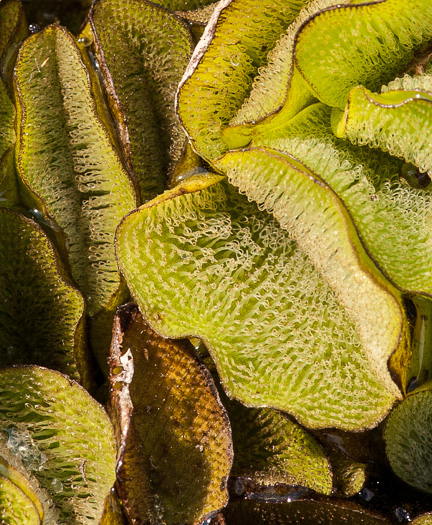 image of Salvinia molesta, Giant Salvinia, Kariba Weed